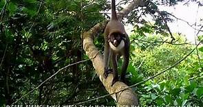 Looking for Miss Waldron's red colobus monkeys