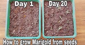 How to grow Marigold from seeds with update, Grow marigold from marigold flowers