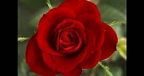 A una rosa, de Luis de Góngora