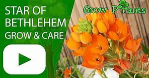 Star of bethlehem flower - growing and care