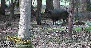 Bow Hunting - Trophy Russian Boar Hunting in PA | Tioga Ranch
