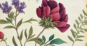 FREE Download! 50 Vintage Flower Illustrations 💐