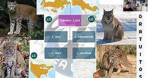 LINCES: características, similitudes y diferencias de las 4 especies existentes