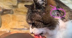 Second DAY Kitty's WOUND CARE 💙 Cat ABSCESSES It is so important to notice timely PLEASE