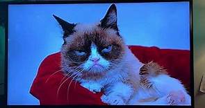 Grumpy Cat on Jeopardy!
