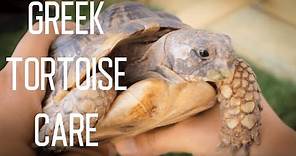 Greek Tortoise Care