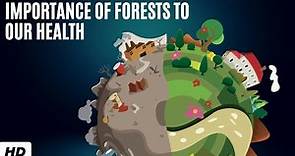 Importance Of Forests To Our Health