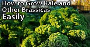 How to Grow Kale and Other Brassicas from Seed - Easy Guide