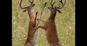 Rutting Season: A Deer Hunter's Guide #deerhunting