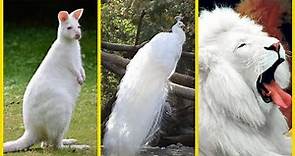 Los 10 Animales Albinos mas BLANCOS 🐻‍❄️ del MUNDO 🗺️