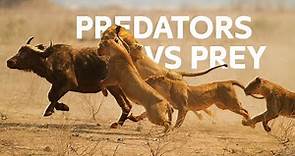 Lions Vs Buffaloes: Apex Predators Hunt Buffalos For Survival | Wildlife Documentary