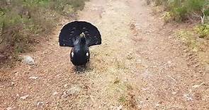 Capercaillie attack in the Scottish highlands
