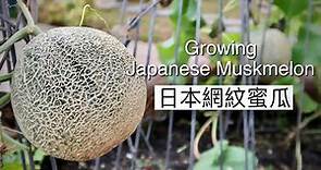Growing Japanese Muskmelon | 日本網紋蜜瓜