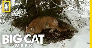 Top 3: Cougar Facts | Big Cat Week