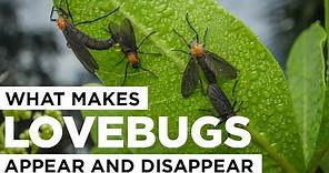 What Makes Lovebugs Appear and Disappear?