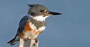 Belted Kingfisher Identification, All About Birds, Cornell Lab of Ornithology