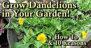How to Grow Dandelions in Your Garden for Food: 10 Reasons - Edible Roots, Flowers, & Greens