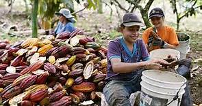 Cultivo de cacao en Sistemas Agroforestales Sostenibles en Santander (Colombia)