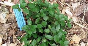 Organic Tick Tip - Peppermint plants for repelling ticks