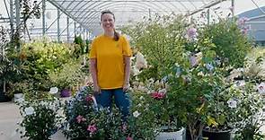 PETITTI Rose of Sharon Spotlight | Grow for Pollinators, Blooms & Drought Tolerance