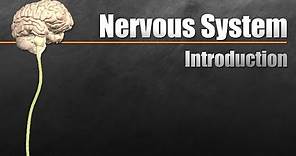 The Nervous System In 9 Minutes