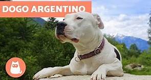 Dogo argentino - Características y adiestramiento