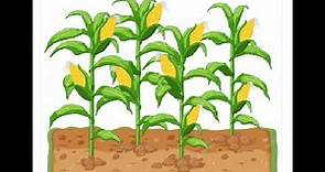 Importancia del cultivo de maíz || Agricultura Necesaria