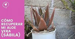 Cómo recuperar una planta de Sábila (Aloe Vera)