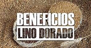 ¡¡Beneficios de la Semilla de Lino Dorado 😍 y sus Propiedades Nutricionales!!