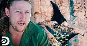 ¿Podría un oso hormiguero llegar a ser un depredador? | Leyendas Salvajes | Discovery Latinoamérica