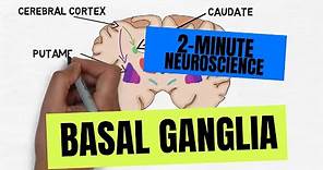 2-Minute Neuroscience: Basal Ganglia
