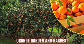 Fresh Orange Garden In Australia | World Best Orange Garden
