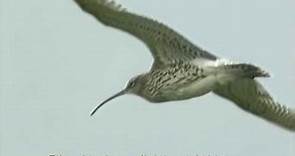Curlew Capers (and song)