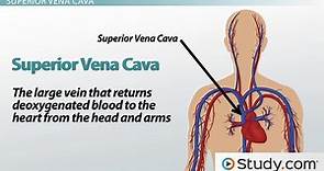 Superior & Inferior Vena Cava | Definitions, Functions & Location