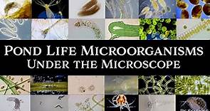 Microscopic Organisms in a Drop of Pond Water - Complete Collection