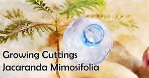 Grow Jacaranda Mimosifolia Tree From Cuttings - Sprouting Seeds