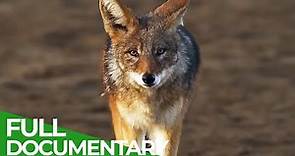 Beach Jackals - How Humans Forced Wild Canines to Change Their Lifes | Free Documentary Nature