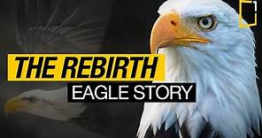 The Rebirth of the Eagle Inspiring Story | Change for Survival