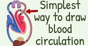 The Simplest way to show the blood circulation || Systemic Circulation & Pulmonary Circulation