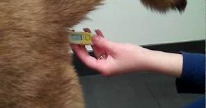 How to take your dog's temperature!.mp4