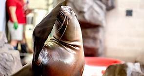 Welcome back, Sparky: Beloved seal and sea lion show returns to St. Paul's Como Zoo