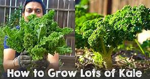 How to Grow Lots of Kale | Complete Guide Seed to Harvest