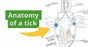 The Anatomy of a Tick and How Permethrin Works on Them