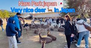Welcome to Nara park japan 🇯🇵