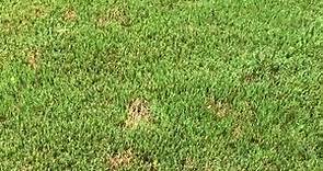 How to Identify and Treat Dollar Spot
