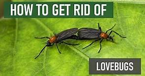 How to Get Rid of Lovebugs [4 Easy Steps!]