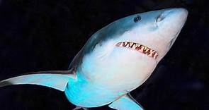 ▷ Tiburón » Características, Alimentación, Hábitat, Reproducción, Depredadores