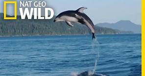 A Showy Dolphin Super-Pod | Destination WILD