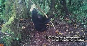 El Oso Andino, especie emblemática del Perú