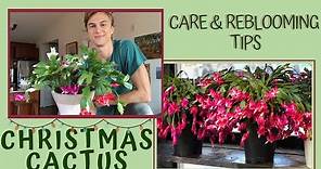 How to Grow CHRISTMAS CACTUS for lots of Flowers - Schlumbergera (subtítulos en español) 2023